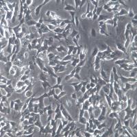 SH-SY5Y细胞系、SH-SY5Y细胞、SH-SY5Y神经母细胞瘤细胞