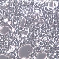 293FT 细胞、293FT 细胞系、293FT 胚肾上皮细胞