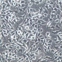 92-1细胞株、92-1细胞、92-1细胞系