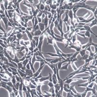 PT-67；小鼠逆转录病毒包装株、PT67细胞、PT-67