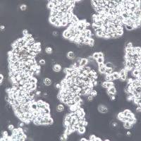 NCI-H716细胞株、NCI-H716细胞、NCI-H716结直肠腺癌细胞