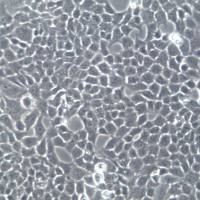 HTR-8/SVneo 细胞系、HTR-8/SVneo 细胞、HTR-8/SVneo 绒毛膜滋养层细胞