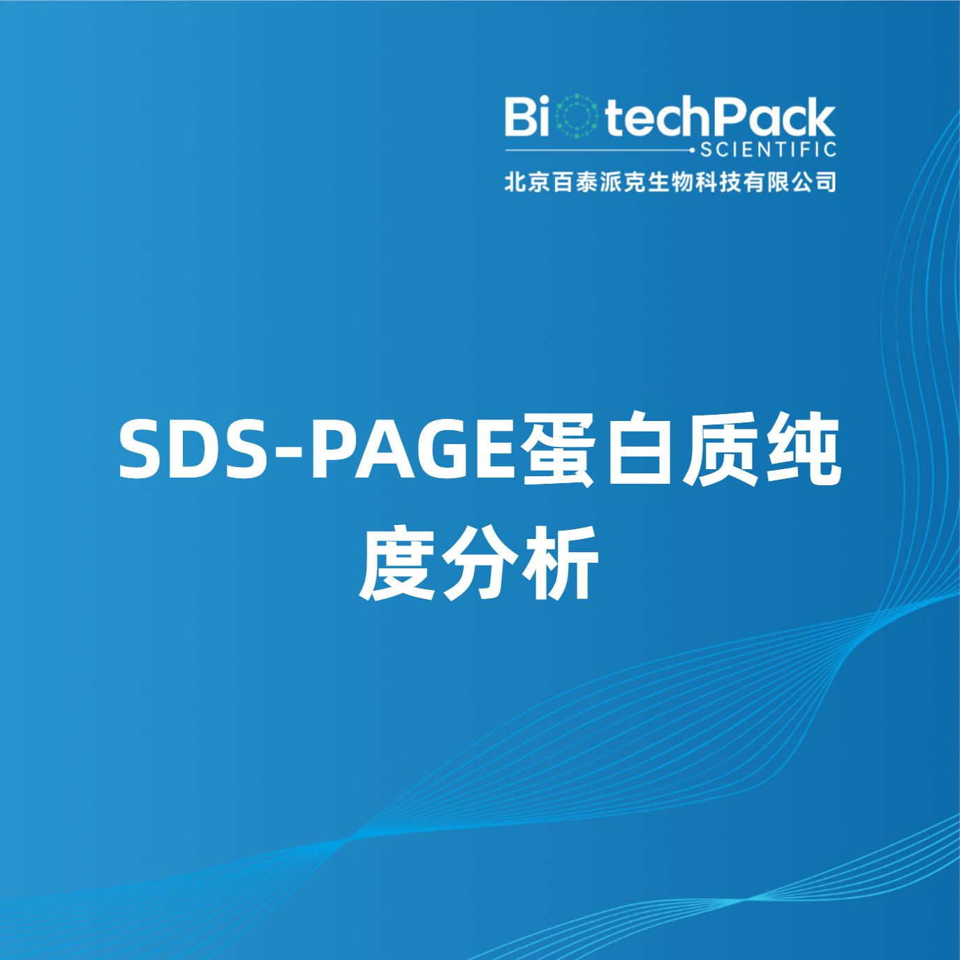 SDS-PAGE蛋白质纯度分析