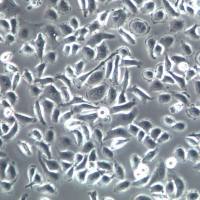 QGY-7703细胞、QGY-7703细胞系、QGY-7703肝癌细胞