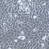 HT22细胞、HT22细胞株、HT22细胞系