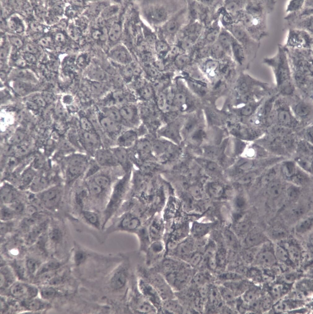 huh7.5.1 细胞、huh7.5.1 细胞系、huh7.5.1 肝癌细胞