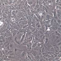 huh7.5.1 细胞、huh7.5.1 细胞系、huh7.5.1 肝癌细胞