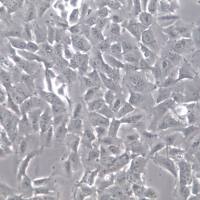 SK-MES-1细胞、SK-MES-1细胞系、SK-MES-1肺鳞癌细胞