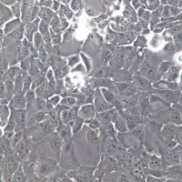 SW1990细胞系、SW1990细胞、SW1990胰腺癌细胞