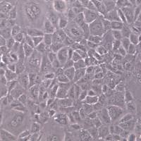 NRK-52E细胞、NRK-52E大鼠肾小管上皮细胞 、NRK-52E细胞系