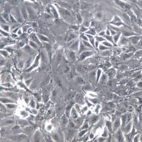 PK-15细胞株、PK-15细胞、PK-15猪肾细胞系