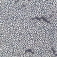 SP2/0细胞、SP2/0细胞株、SP2/0细胞系