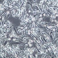 RBL-2H3大鼠嗜碱性细胞白血病细胞、RBL-2H3、RBL-2H3细胞系