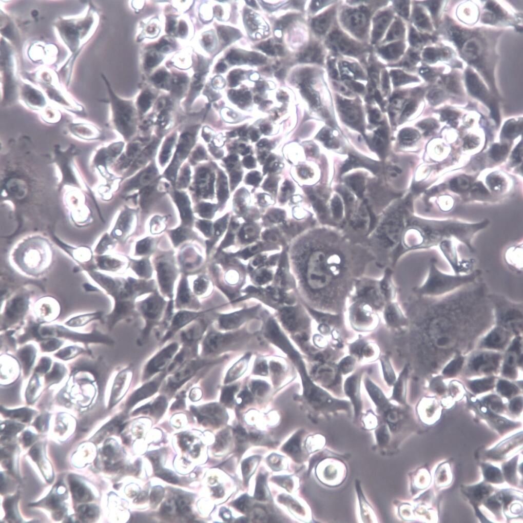 E0771细胞株、E0771细胞、E0771细胞系