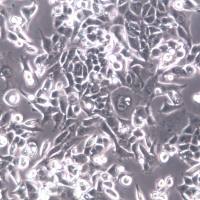 E0771细胞株、E0771细胞、E0771细胞系