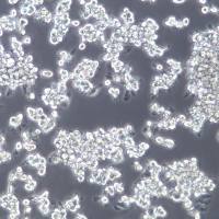 NR8383细胞、NR8383大鼠肺泡巨噬细胞 、NR8383细胞系