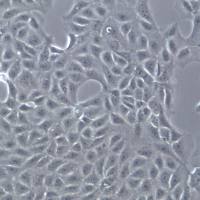 MA-104细胞株、MA-104细胞、MA-104罗猴肾细胞