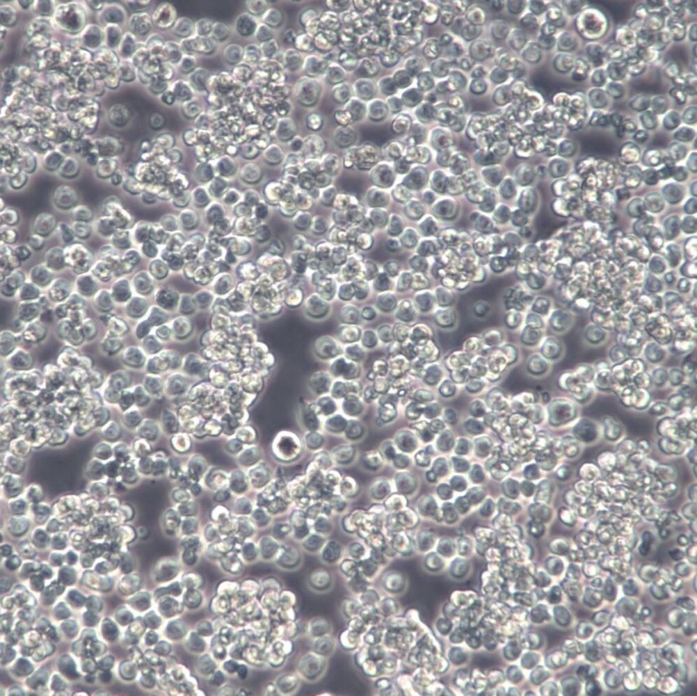 L5178Y TK+/- clone (3.7.2C)细胞、L5178Y TK+/- clone (3.7.2C)细胞株、L5178Y TK+/- clone (3.7.2C)细胞系