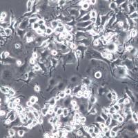 G422细胞、G422细胞株、G422细胞系