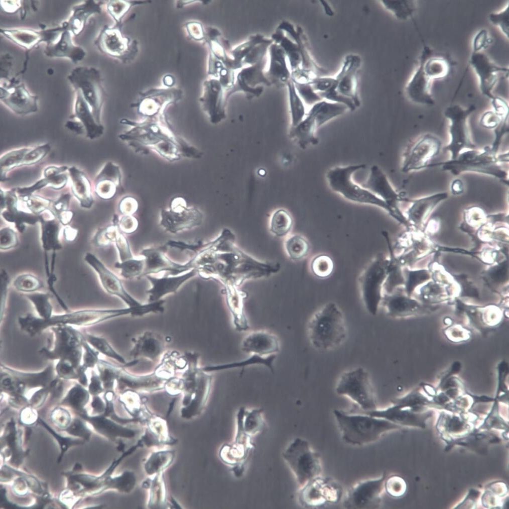 MFC细胞、MFC细胞株、MFC细胞系