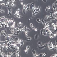 MFC细胞、MFC细胞株、MFC细胞系