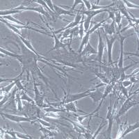 OP9细胞、OP9细胞株、OP9细胞系