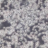 S-180(S180)细胞、S-180(S180)细胞株、S-180(S180)细胞系