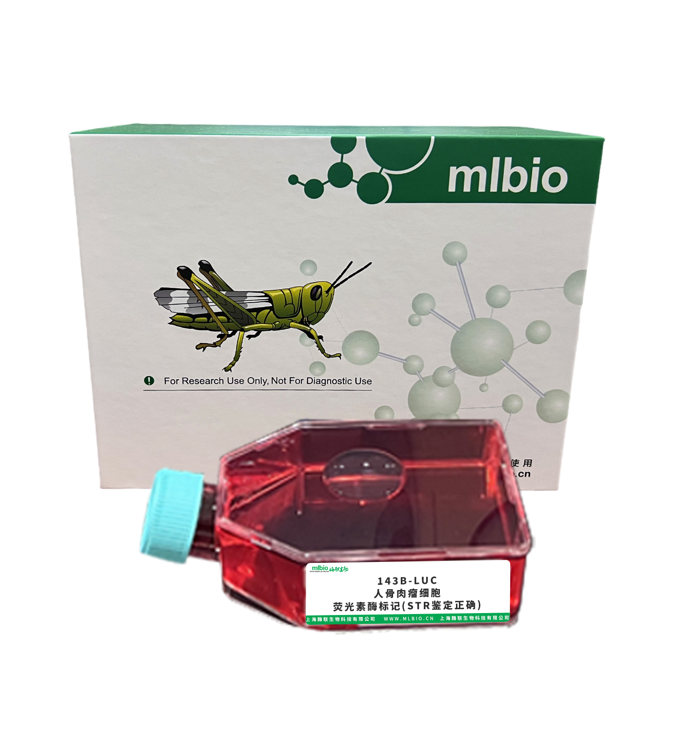 143B-LUC/人骨肉瘤细胞-荧光素酶标记(STR鉴定正确