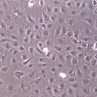 IEC-6大鼠小肠上皮细胞  、IEC-6细胞、IEC-6细胞系