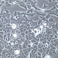 Renca细胞、Renca细胞株、Renca细胞系