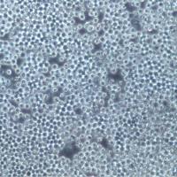 Sp2/0-Ag14细胞、Sp2/0-Ag14细胞株、Sp2/0-Ag14细胞系