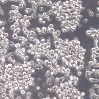 T2(174×CEM.T2) 细胞系、T2(174×CEM.T2) 细胞、T2(174×CEM.T2) 淋巴母细胞