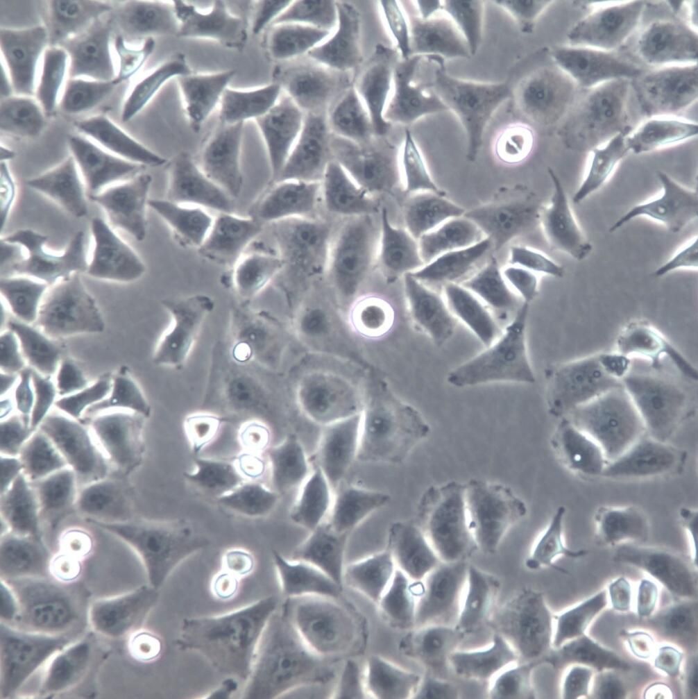 IAR20大鼠肝细胞、IAR20细胞系、IAR20细胞