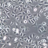 IAR20大鼠肝细胞、IAR20细胞系、IAR20细胞