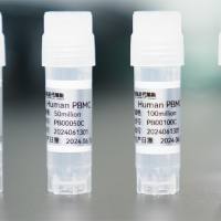 人外周血单个核细胞（PBMC）