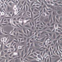 CHO、中国仓鼠卵巢细胞；CHO、CHO细胞