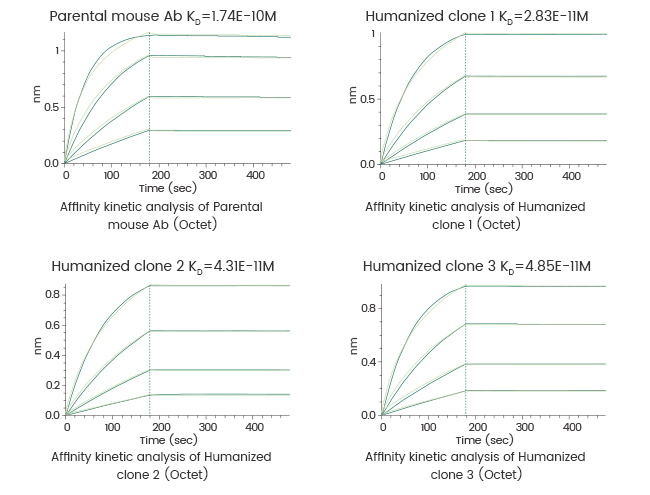 抗体人源化服务