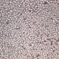 EL4细胞、EL4细胞株、EL4细胞系