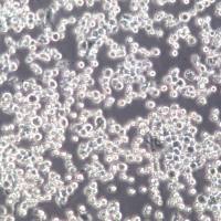 DC2.4细胞、DC2.4细胞株、DC2.4细胞系