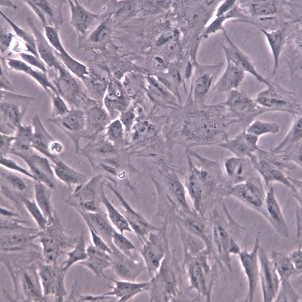 PT-K75细胞株、PT-K75细胞、PT-K75 猪鼻甲黏膜成纤维细胞