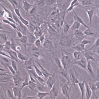 PT-K75细胞株、PT-K75细胞、PT-K75 猪鼻甲黏膜成纤维细胞