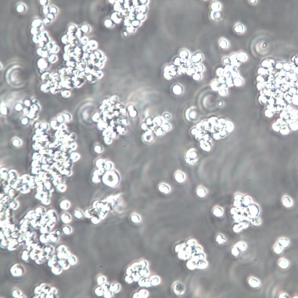 MEL细胞、MEL细胞株、MEL细胞系