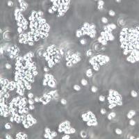 MEL细胞、MEL细胞株、MEL细胞系