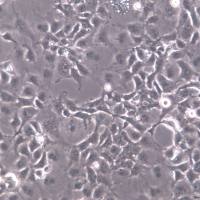 COS-7细胞株、COS-7细胞、COS-7转化的非洲绿猴肾细胞