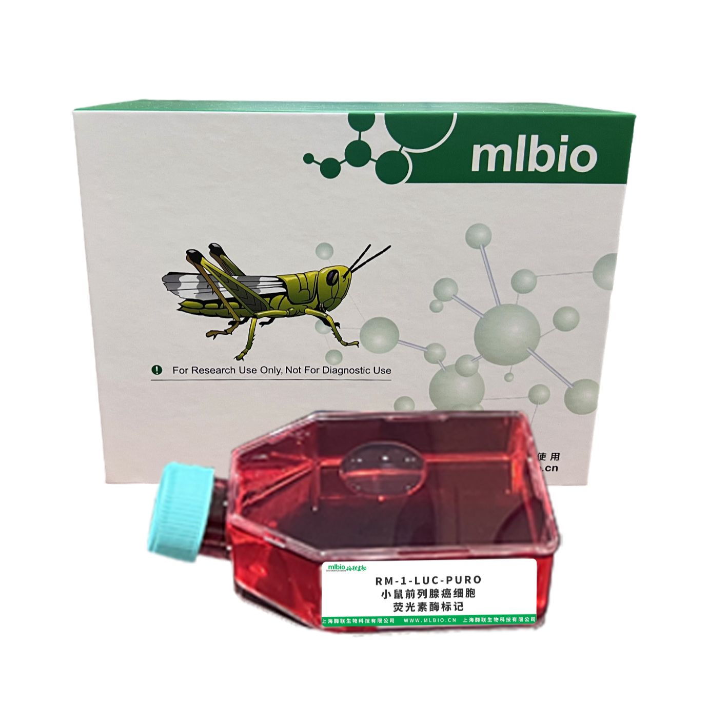 RM-1-LUC-PURO/小鼠前列腺癌细胞-荧光素酶标记
