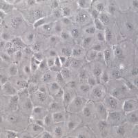 MDCK细胞株、MDCKNBL-2细胞、MDCK马-达二氏犬肾细胞系