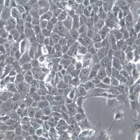 4T1细胞、4T1细胞株、4T1细胞系