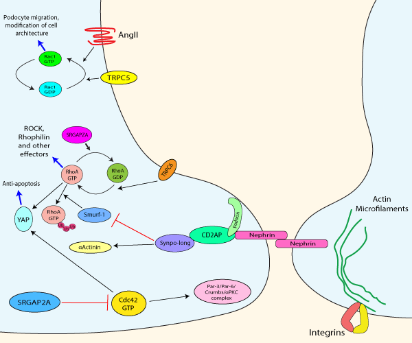 盘点小G蛋白Rho亚家族在疾病研究中的新进展