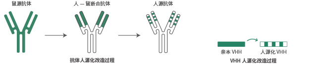 抗体人源化服务