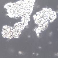 AtT-20细胞、AtT-20细胞株、AtT-20细胞系